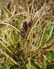 Carex petriei