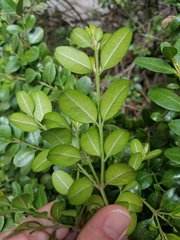 Buxus sempervirens