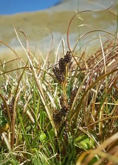 Carex petriei