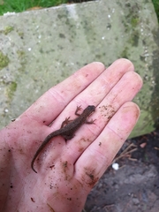 Lissotriton vulgaris