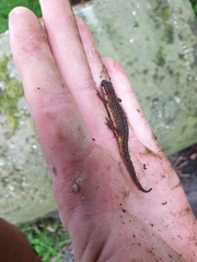 Lissotriton vulgaris