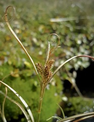Carex petriei