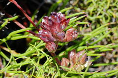 Serruria decumbens