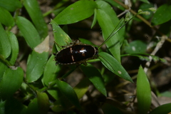 Lobopterella dimidiatipes