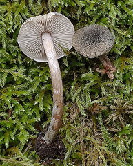 Lepiota grangei