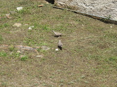 Streptopelia decaocto