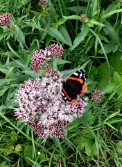 Vanessa atalanta atalanta