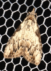 Nola pleurochorda