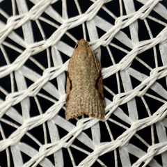 Meritastis piperata