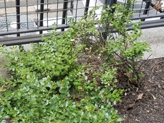 Buxus sempervirens