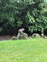 Sciurus carolinensis