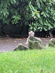 Sciurus carolinensis