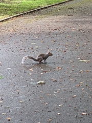 Sciurus carolinensis
