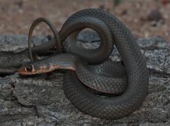 Psammophis crucifer