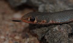 Psammophis crucifer