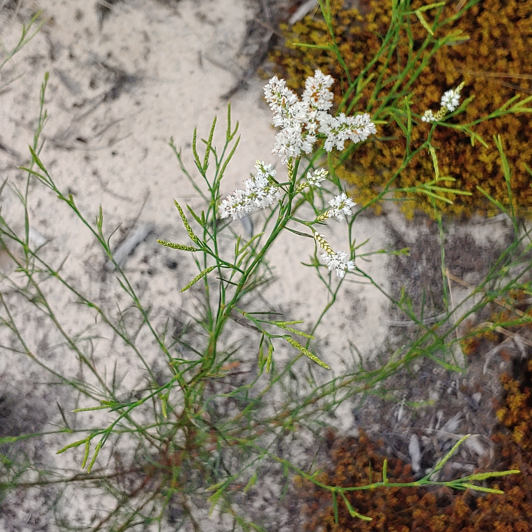 Polygonella fimbriata