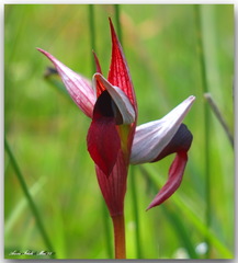 Serapias lingua lingua x stenopetala