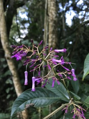 Palicourea angustifolia