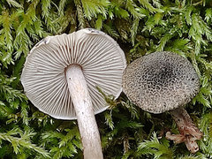 Lepiota grangei