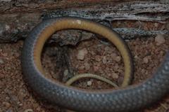 Psammophis crucifer