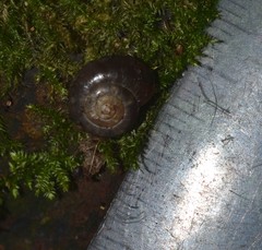 Aegopinella nitidula