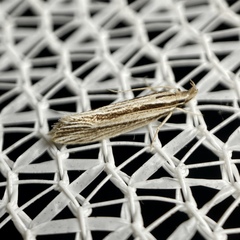 Leptosaces schistopa