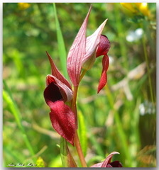 Serapias lingua lingua x stenopetala