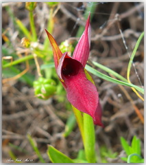 Serapias lingua lingua x stenopetala