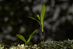 Polystachya transvaalensis