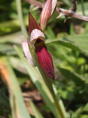 Serapias lingua lingua x stenopetala