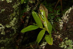 Polystachya transvaalensis