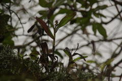 Polystachya transvaalensis