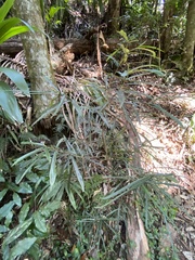 Atractocarpus chartaceus