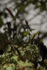 Polystachya transvaalensis