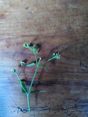Galinsoga parviflora