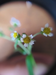 Galinsoga parviflora