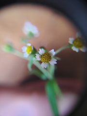 Galinsoga parviflora