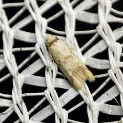 Heteroteucha anthodora