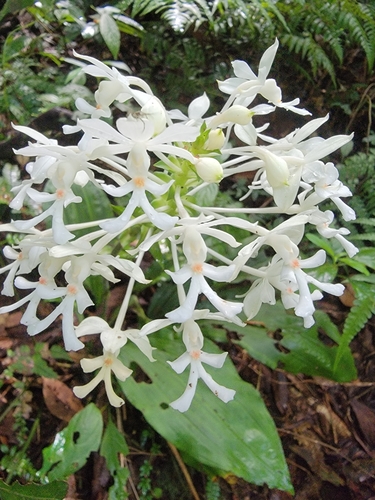 Calanthe triplicata