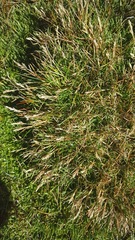 Rytidosperma australe