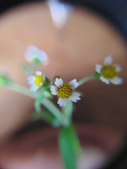 Galinsoga parviflora