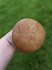 Fungi