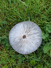 Fungi
