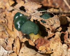 Leotia lubrica image