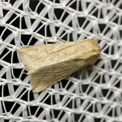 Mythimna decisissima