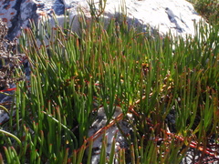 Serruria decumbens