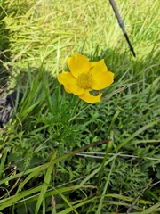 Pulsatilla aurea