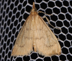 Metasia dicealis