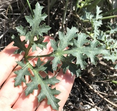 Lomatium parvifolium
