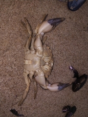 Danielethus crenulatus